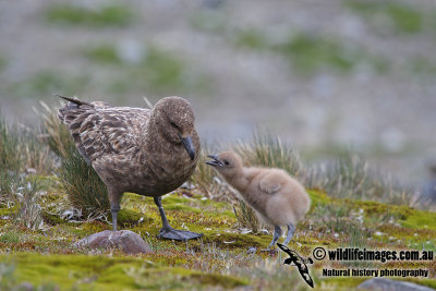 Southern Skua a8202.jpg