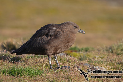 Southern Skua a9116.jpg