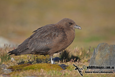 Southern Skua a9123.jpg