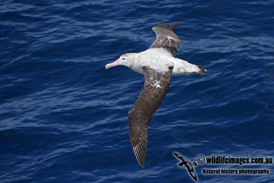 Wandering Albatross a6245.jpg