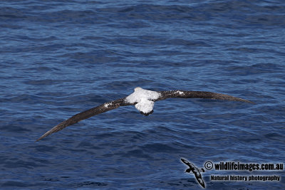 Wandering Albatross a6253.jpg