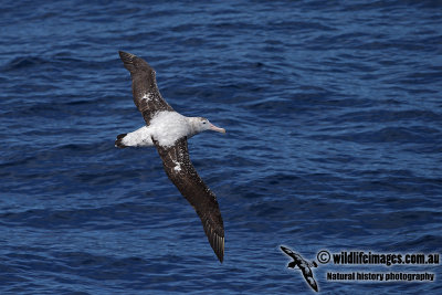 Wandering Albatross a6259.jpg