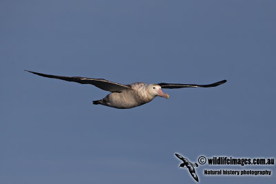 Wandering Albatross a6345.jpg