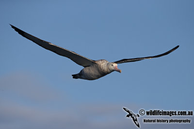 Wandering Albatross a6352.jpg