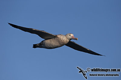 Wandering Albatross a6359.jpg