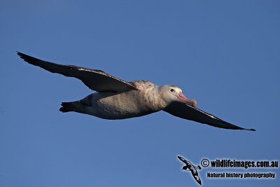 Wandering Albatross a6368.jpg