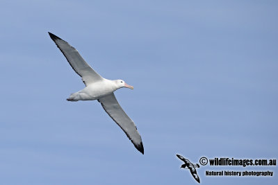 Wandering Albatross a6475.jpg