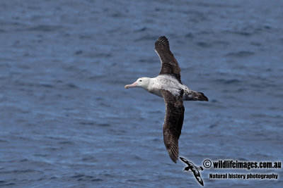 Wandering Albatross a6651.jpg