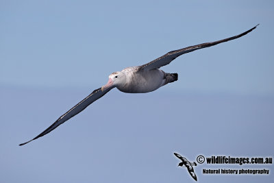 Wandering Albatross a6655.jpg