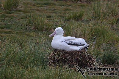 Wandering Albatross a9557.jpg