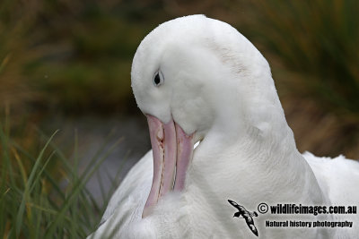 Wandering Albatross a9633.jpg