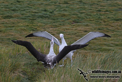 Wandering Albatross a9699.jpg