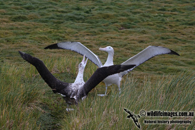 Wandering Albatross a9707.jpg