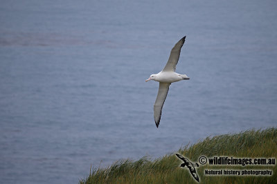 Wandering Albatross a9750.jpg