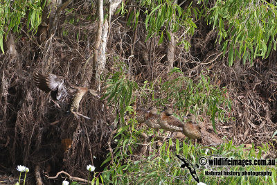 Spotted Whistling-Duck a3514.jpg