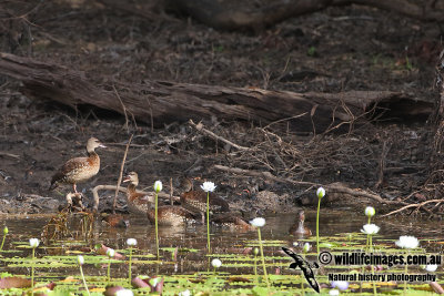 Spotted Whistling-Duck a3525.jpg