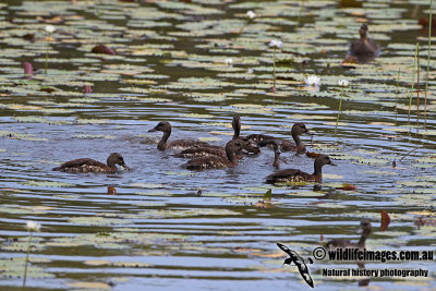 Spotted Whistling-Duck a3559.jpg