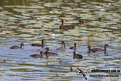 Spotted Whistling-Duck a3577.jpg