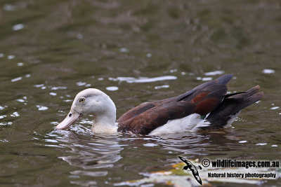 Radjah Shelduck a4209.jpg