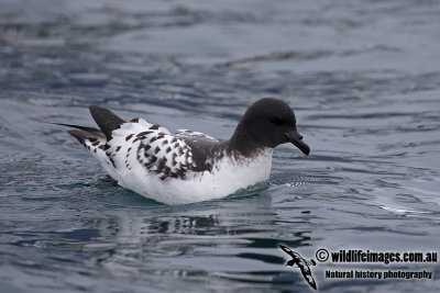 Cape Petrel a9260.jpg