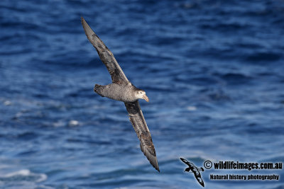 Northern Giant-Petrel a6172.jpg