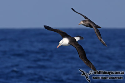 Northern Giant-Petrel a6199.jpg