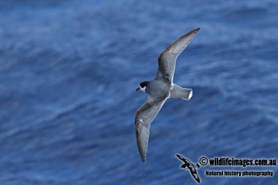 Blue Petrel a9726.jpg