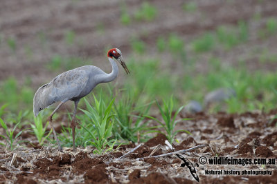 Sarus Crane