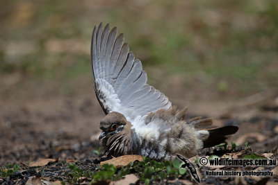 Squatter Pigeon a3825.jpg
