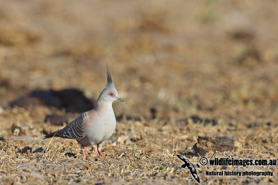 Crested Pigeon a3281.jpg