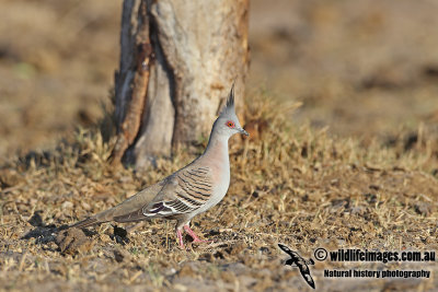 Crested Pigeon a3303.jpg