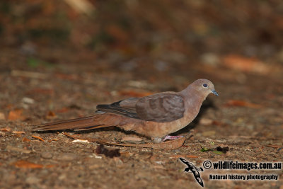 Brown Cuckoo-Dove a3629.jpg