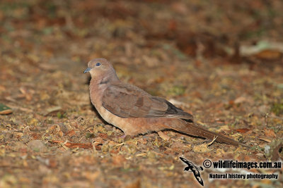 Brown Cuckoo-Dove a3630.jpg