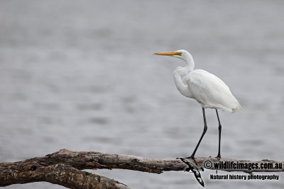 Great Egret a4088.jpg