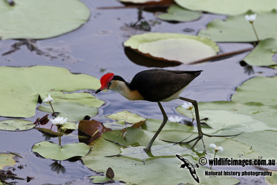 Comb-crested Jacana a4136.jpg