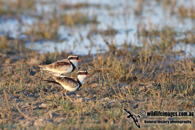 Black-fronted Dotterel a1746.jpg