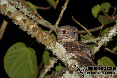 Papuan Frogmouth a3861.jpg