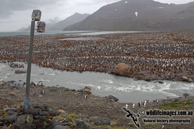 Remote camera on Penguin colony a8450.jpg