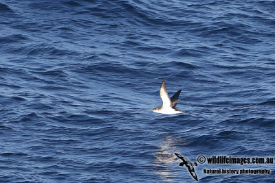 Manx Shearwater (Australian vagrant)