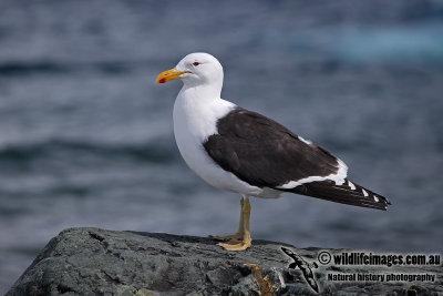 Kelp Gull a8836.jpg