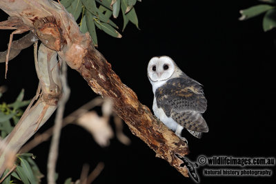 Masked Owl 8191.jpg