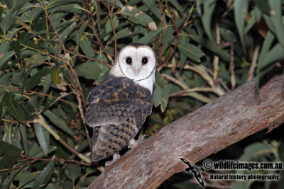 Masked Owl