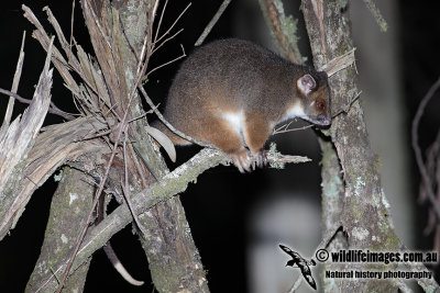 Common Ringtail Possum 6492.jpg