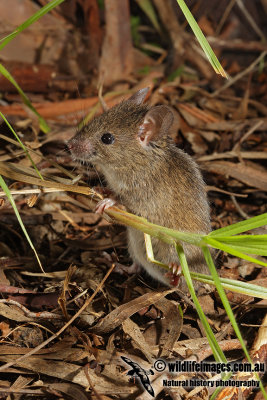 House Mouse 5133.jpg