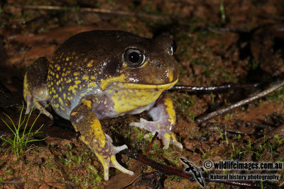 Burrowing Frogs - Heleioporus spp.