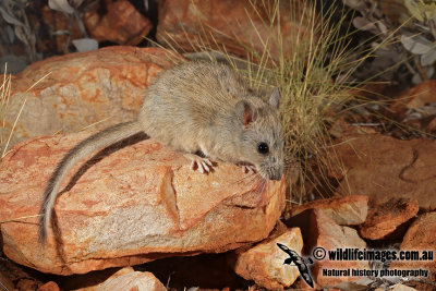 Central Rock Rat