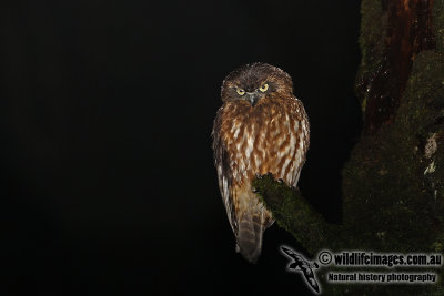 Southern Boobook 6361L.jpg