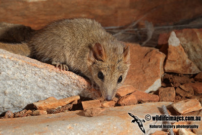 Fat-tailed Pseudantechinus 5621.jpg