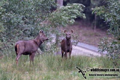 Sambar