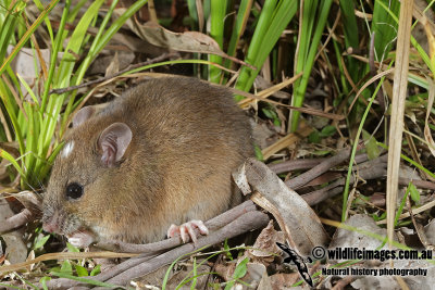 Fawn-footed Melomys 6814.jpg